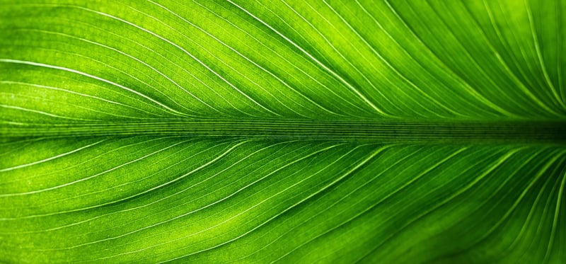 Nature art